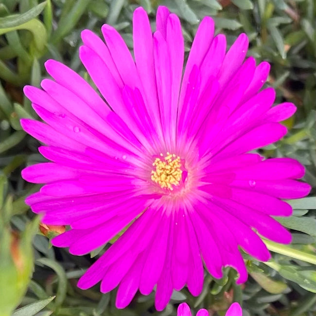 Lampranthus 'Tresco Magenta' – Calamazag Plant Nursery