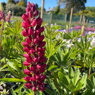 Lupin 'The Page'  - Hardy Perennial Plant