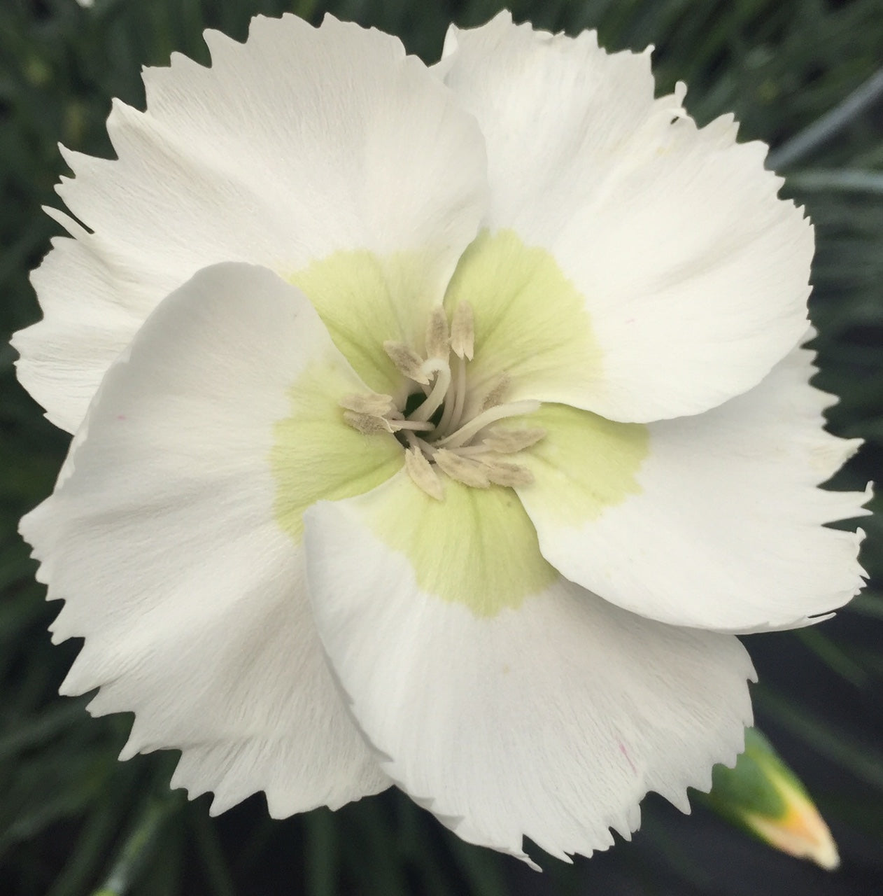 Dianthus plumarius Garden Pink 'Mojito' – Calamazag Plant Nursery