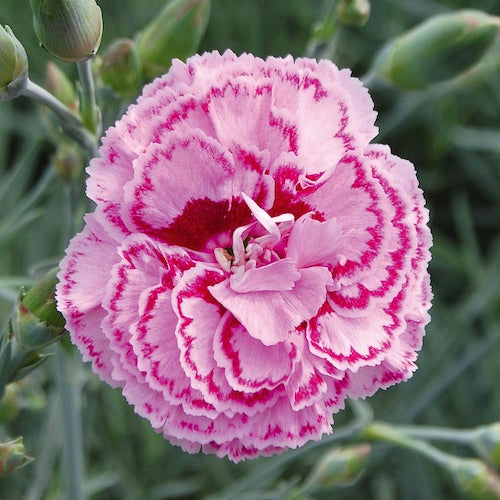 Dianthus plumarius Garden Pink &