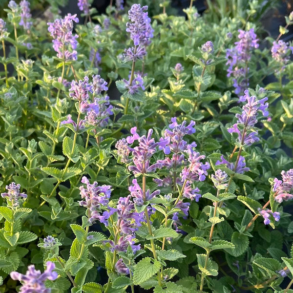 Nepeta Mussinii - Hardy Perennial Plant – Calamazag Plant Nursery