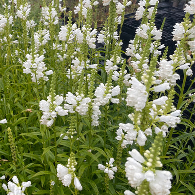 Physostegia virginiana 'Snow Queen'  - Hardy Perennial Plant