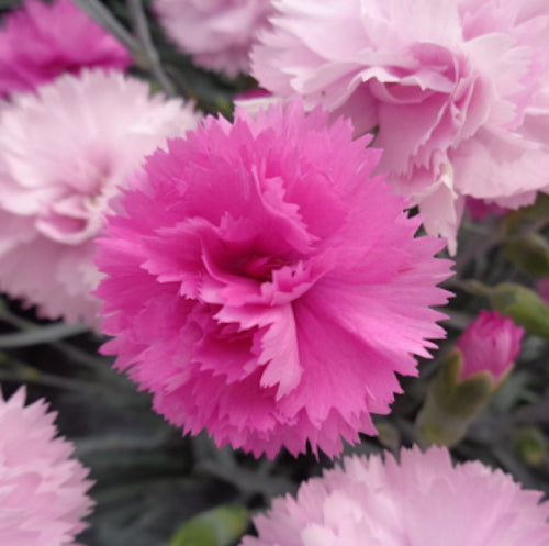 Dianthus plumarius 'Pink Celebration' – Calamazag Plant Nursery