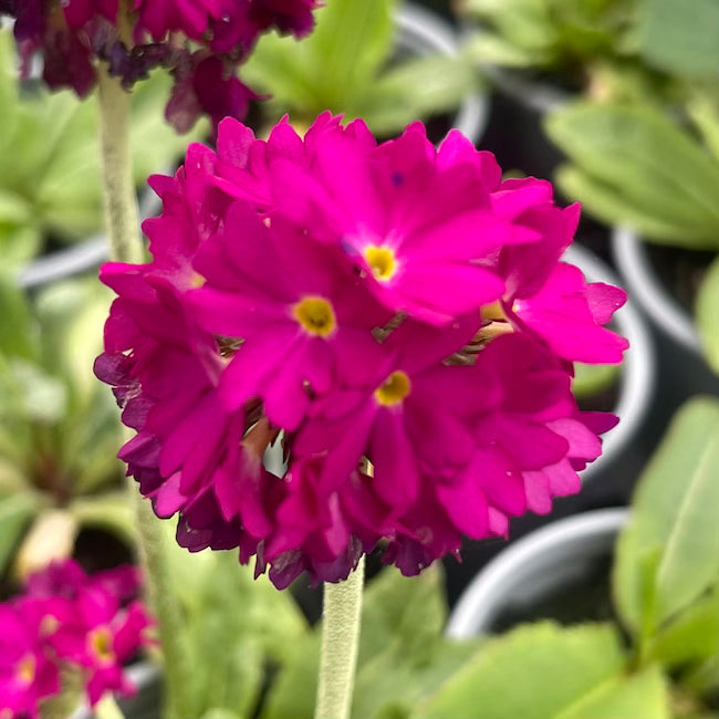 Primula denticulata 'Purple shades' - Hardy Perennial Plant – Calamazag ...