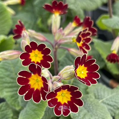 Primula Elatior-Hybr. 'Victorian Gold Lace 'Red'- Hardy Perennial Plant