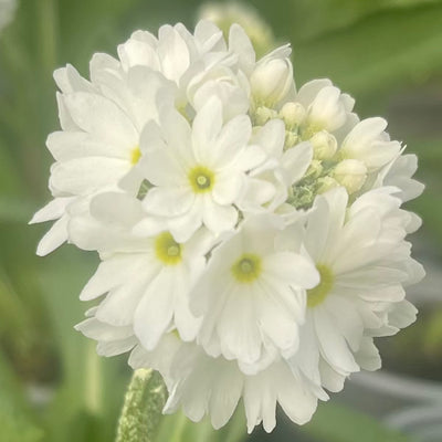 Primula denticulata 'Snowball' - Hardy Perennial Plant