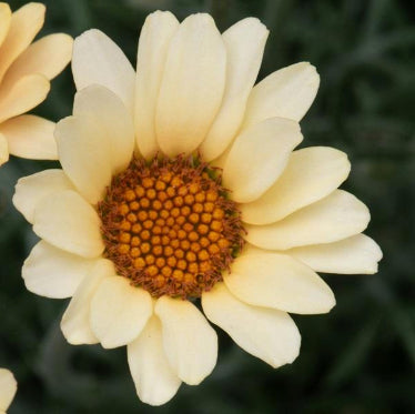 Rhodanthemum ( Moroccan daisy) 'Zagora Yellow'