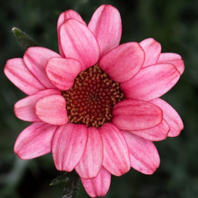 Rhodanthemum ( Moroccan daisy) 'Zagora Pink'