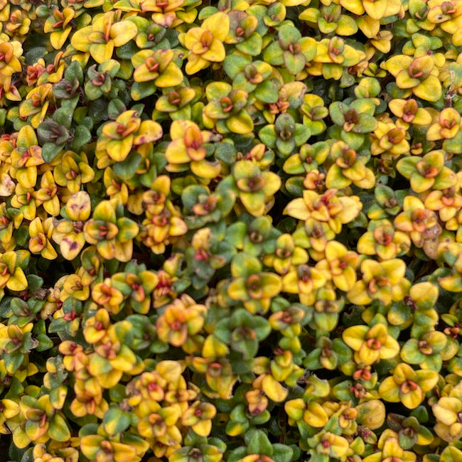 Thyme 'Doone Valley' – Calamazag Plant Nursery