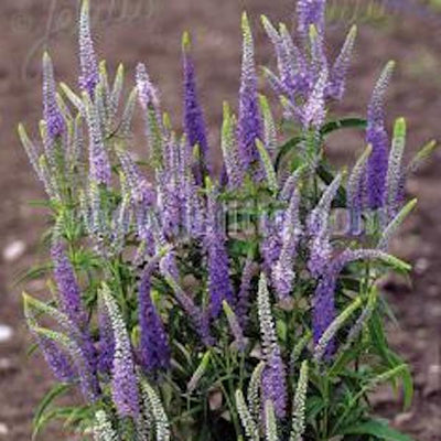 Veronica longifolia 'Blue Shades'- Hardy Perennial Plant