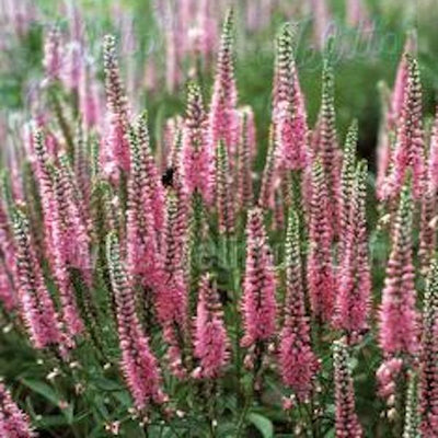 Veronica longifolia 'Pink Shades'- Hardy Perennial Plant
