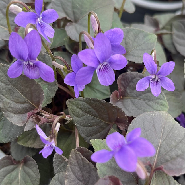 Viola labradorica 'Purpurea' – Calamazag Plant Nursery