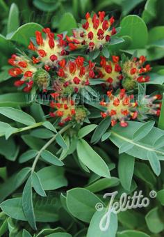 Anthyllis vulneraria var. coccinea  Red Carpet - Lady&