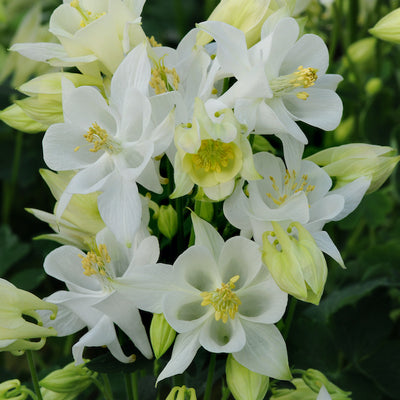 Aquilegia Columbine ' Winky White' Granny's Bonnet - Hardy Perennial Plant