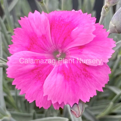 'Dianthus alpinus' Alpine pinks – Calamazag Plant Nursery