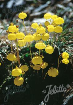 Calceolaria biflora 'Goldcap' Slipperwort - Hardy alpine plant