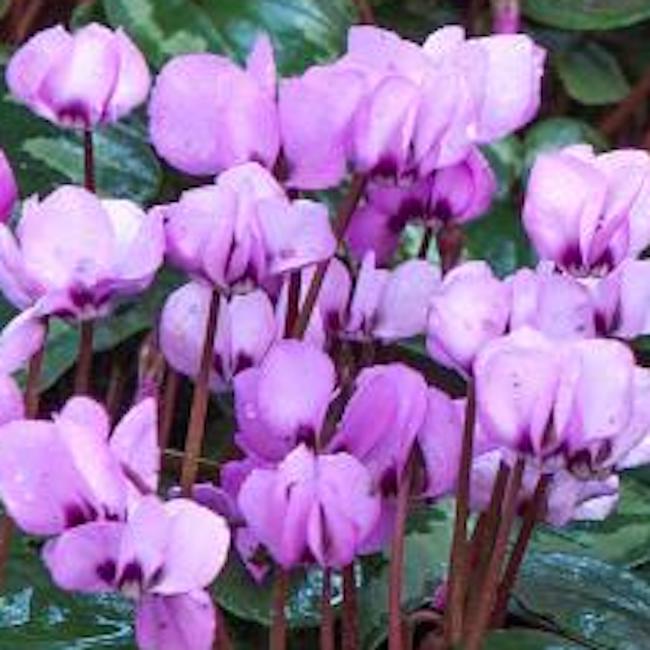 Cyclamen coum (Late Winter / Spring flowering Hardy)