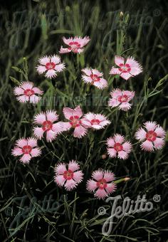 Dianthus gratianopolitanus &