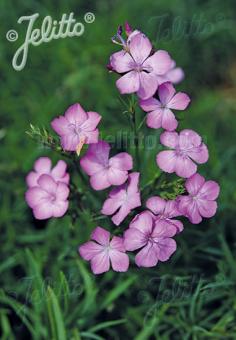 Dianthus pyrenaicus Calamazag Plant Nursery