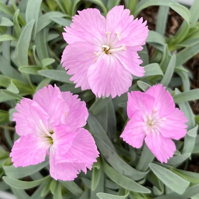 Dianthus Alpine Pink 'La Bourboule'. Hardy scented garden ready plant.