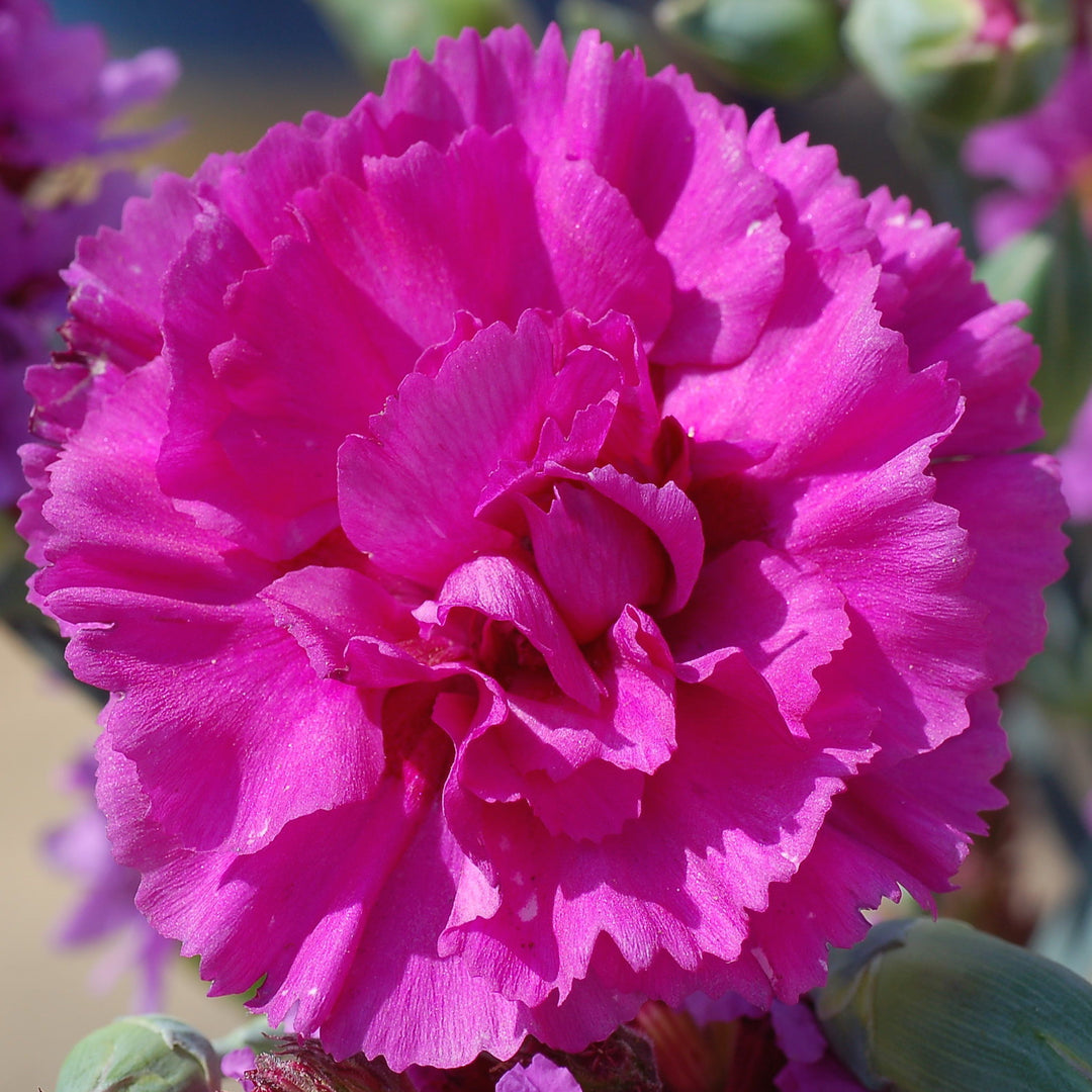 Dianthus plumarius Garden Pink 'Devon Wizard'