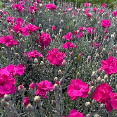Dianthus Alpine Pink 'Annette'. Hardy scented plant