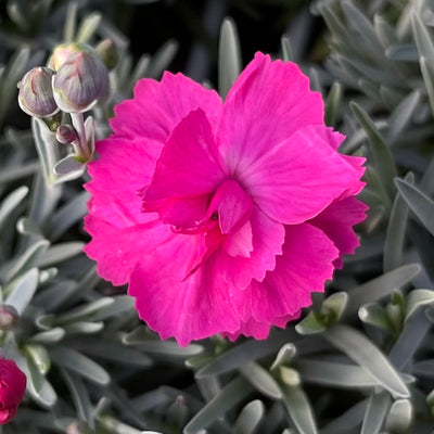 Dianthus Alpine Pink 'Annette'. Hardy scented plant