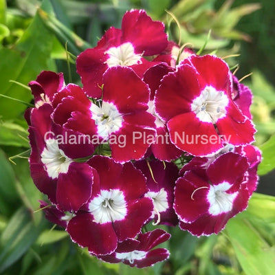 Dianthus barbatus 'Auricula Eyed' Sweet William