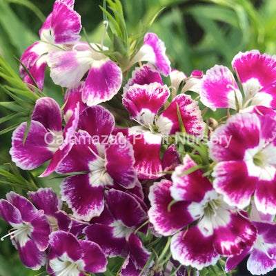 Dianthus barbatus 'Hollandia Purple Crown' Sweet William