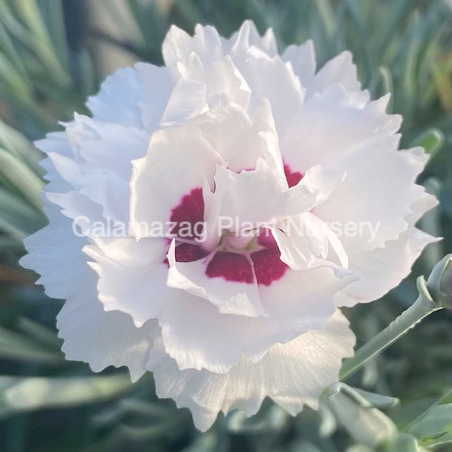 Dianthus plumarius Garden Pink &