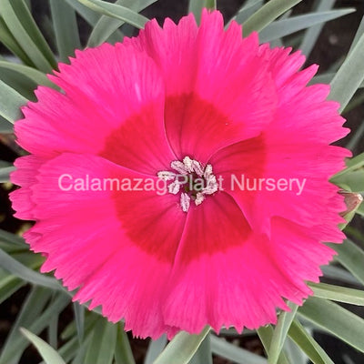Dianthus plumarius Garden Pink 'Cosmopolitan'