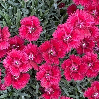 Dianthus Alpine Pink 'Dorothy'  Hardy scented garden ready plant