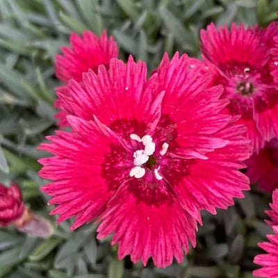 'Dianthus alpinus' Alpine pinks – Calamazag Plant Nursery