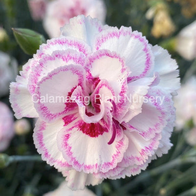 Dianthus plumarius Garden Pink 'Grans Favorite'