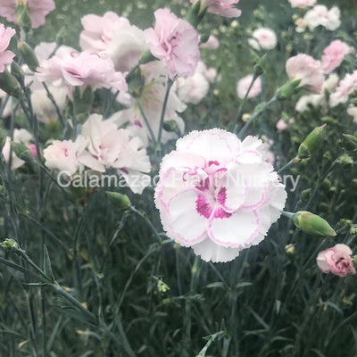 Dianthus plumarius Garden Pink 'Grans Favorite'