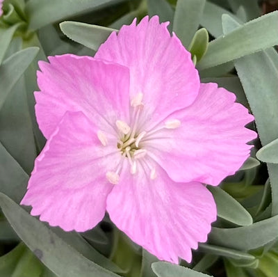 Dianthus Alpine Pink 'La Bourboule'. Hardy scented garden ready plant.