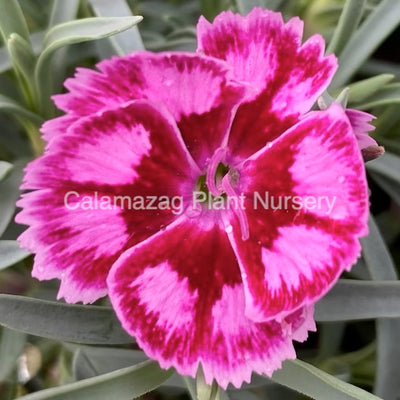 Dianthus Alpine Pink 'Night Star'. Hardy scented garden ready plant.