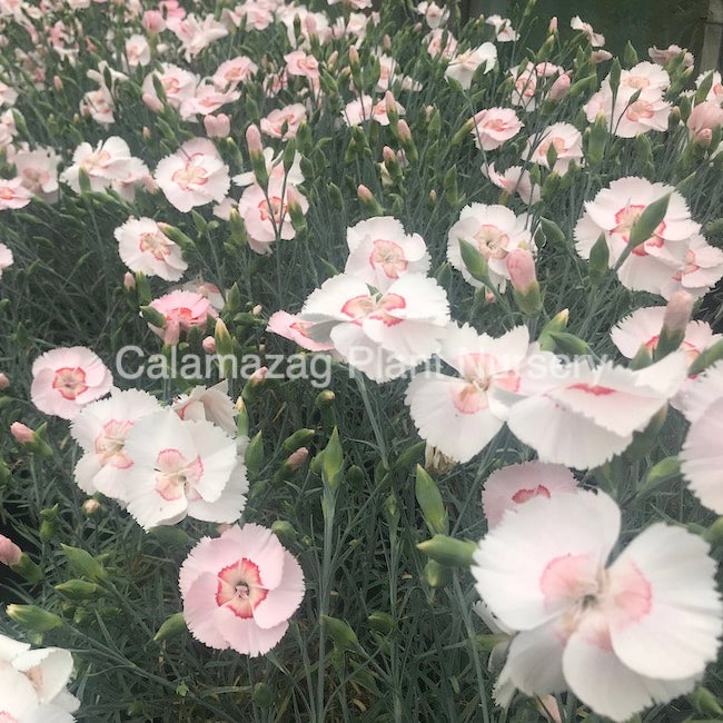 Dianthus plumarius Garden Pink &