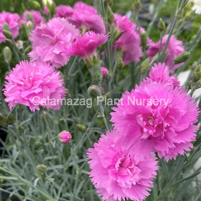 Dianthus Alpine Pink 'Whatfield Can Can'. Hardy scented garden ready plant.