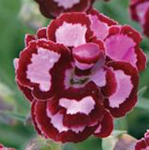 Dianthus Alpine Pink 'Queen of Henry'. Hardy scented garden ready plant.