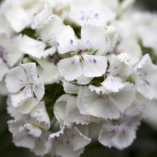 Dianthus barbatus 'Albus' Sweet William