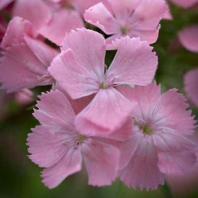 Dianthus barbatus 'Newport Pink' Sweet William