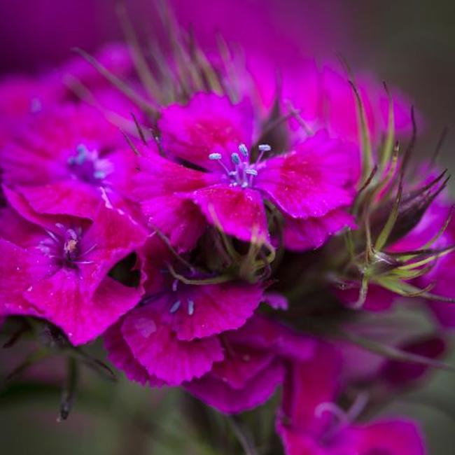 Dianthus barbatus 'Oeschberg' Sweet William