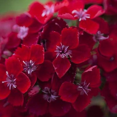 Dianthus barbatus 'Scarlet Beauty' Sweet William