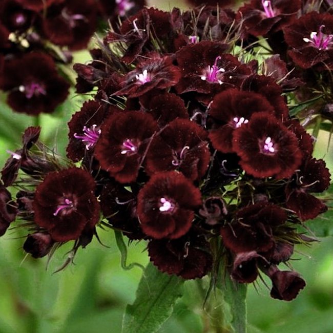 Dianthus barbatus 'Sooty' Sweet William