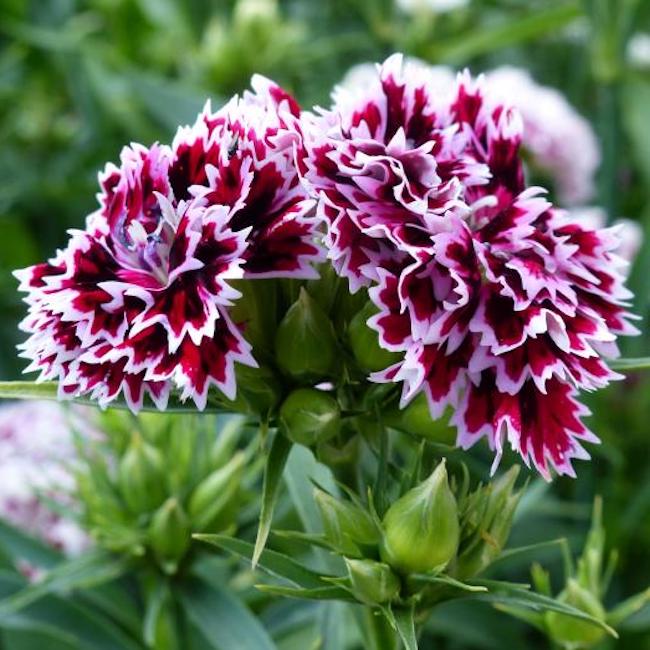 Dianthus barbatus x chinensis 'Kensington' Sweet William