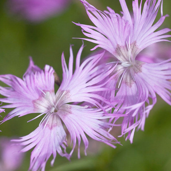 Dianthus monspessulanus 'Fringed Pink'
