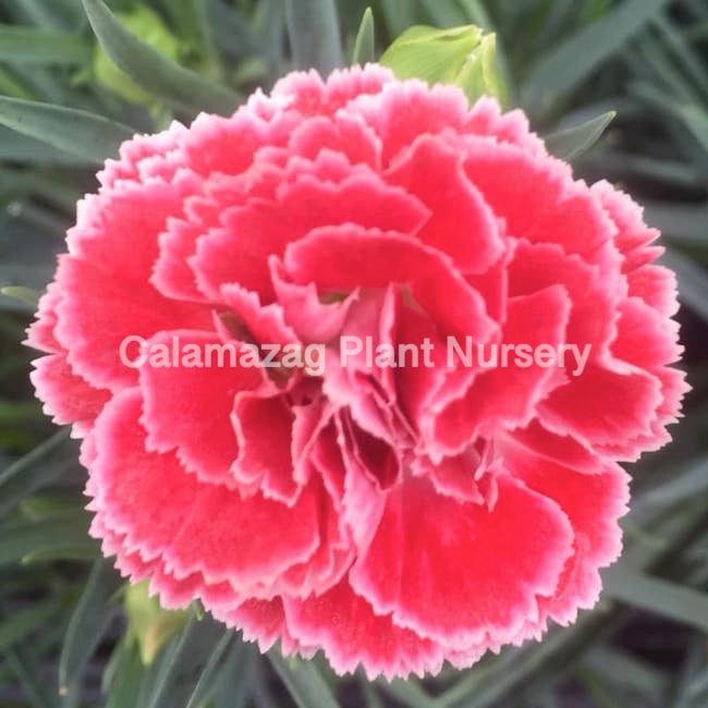 Dianthus plumarius Garden Pink 'Coral Reef'