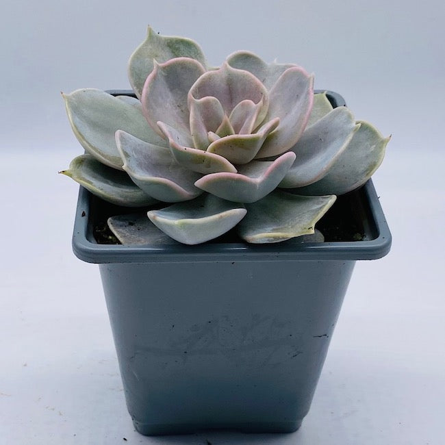 Echeveria ' Lilacina '