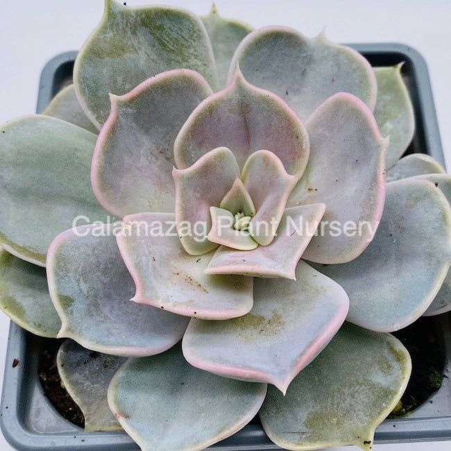Echeveria ' Lilacina '